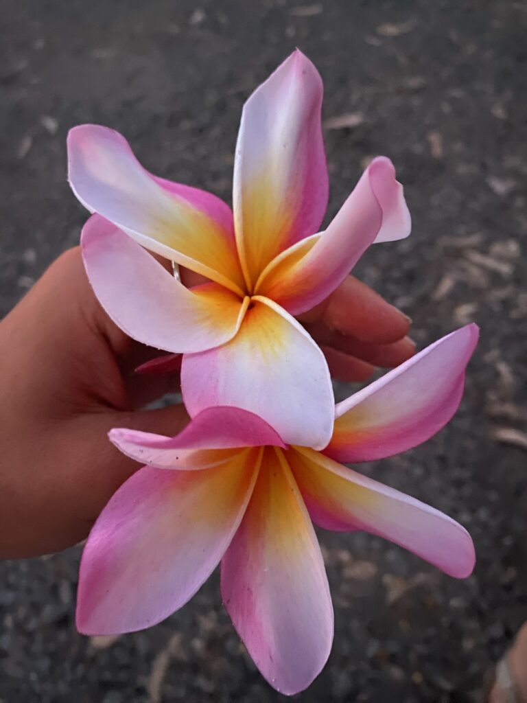 Nahaufnahme einer rosa-gelben Plumeria-Blüte.